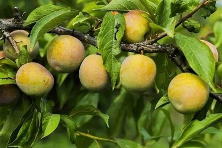 李子树什么时候施肥,施什么肥好