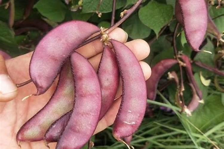 紫眉豆种植时间和方法