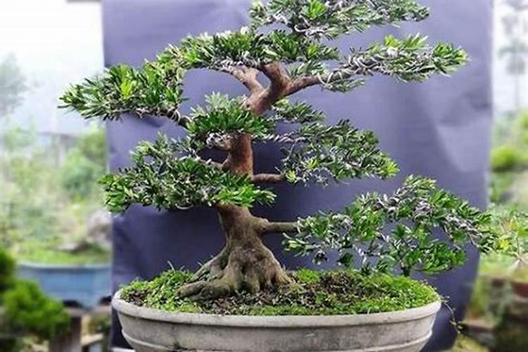 罗汉松施什么肥好,罗汉松施饼肥、粪肥最好