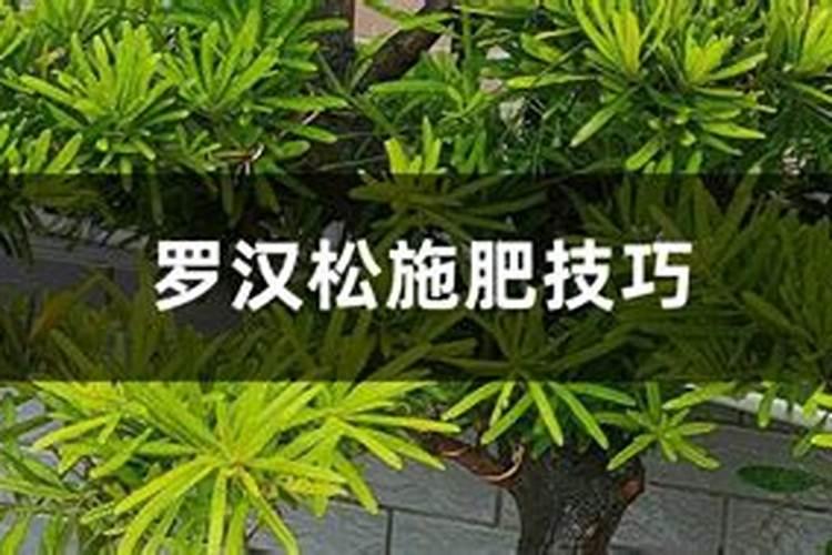 罗汉松施什么肥好