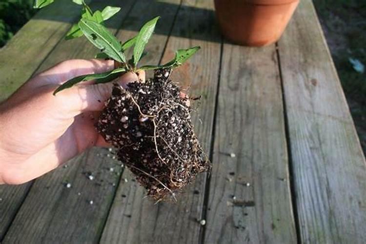 猕猴桃种植几年才能结果