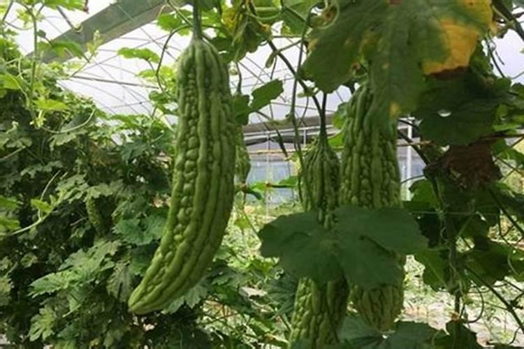 苦瓜施肥过多会怎样