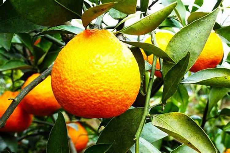 四川汉源黄果柑橘开花期可以施药吗？