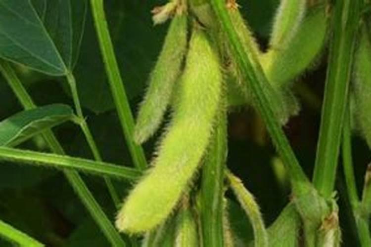 豆科植物为什么能肥田