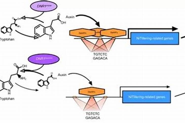 磷肥过量红薯叶发黄不长怎么办