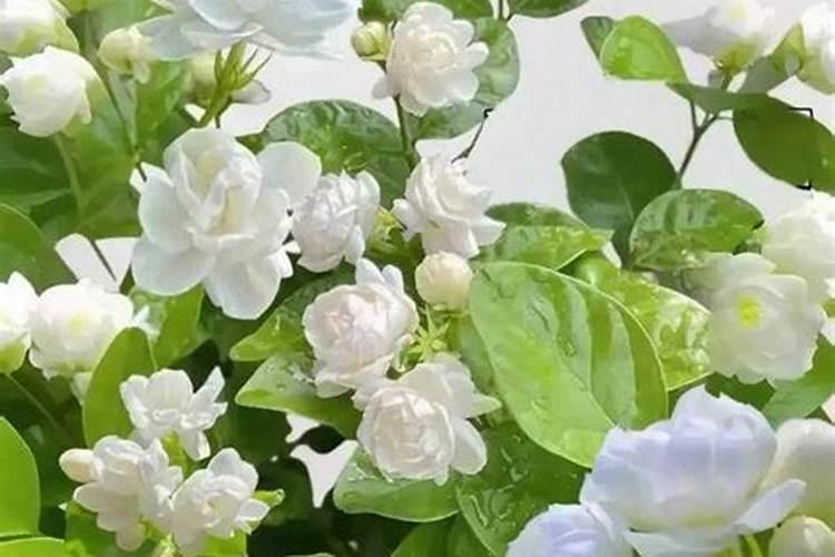茉莉花施什么肥好茉莉花应该施什么肥