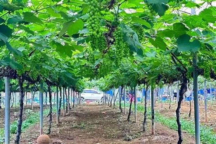 植物缺钙怎么解决？什么钙肥补充效果更好？