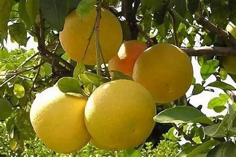 柚子什么时候施壮果肥 使用哪些肥料好