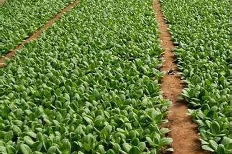 车用尿素和尿素的肥料有区别吗？