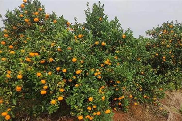 果树施硼肥怎么操作？果树施硼肥有什么用？