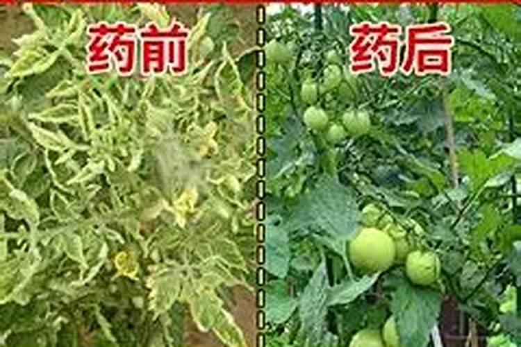 有机酸硼钙叶面肥,解决番茄花芽分化不好的问题!