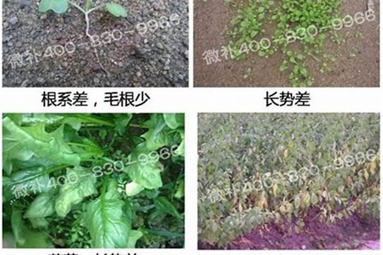 那些蔬菜可以用叶面肥