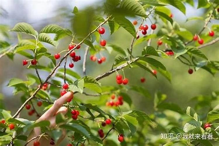 硝酸钾正确使用方法