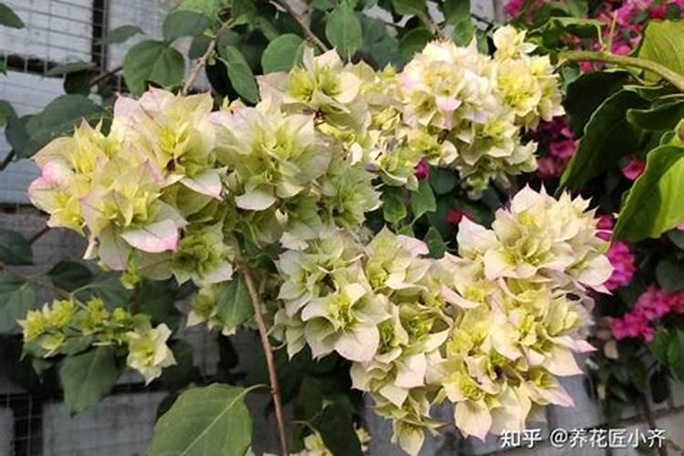 水稻什么时间施肥最好