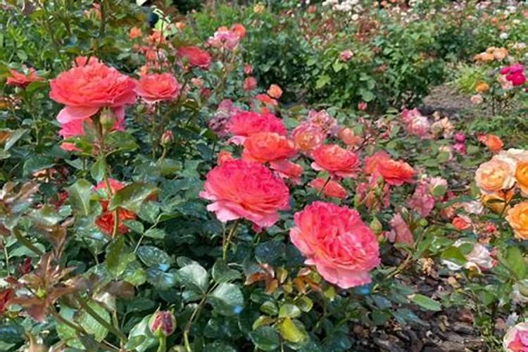 月季刚种上多久能施肥 月季新栽种后多久适合施肥