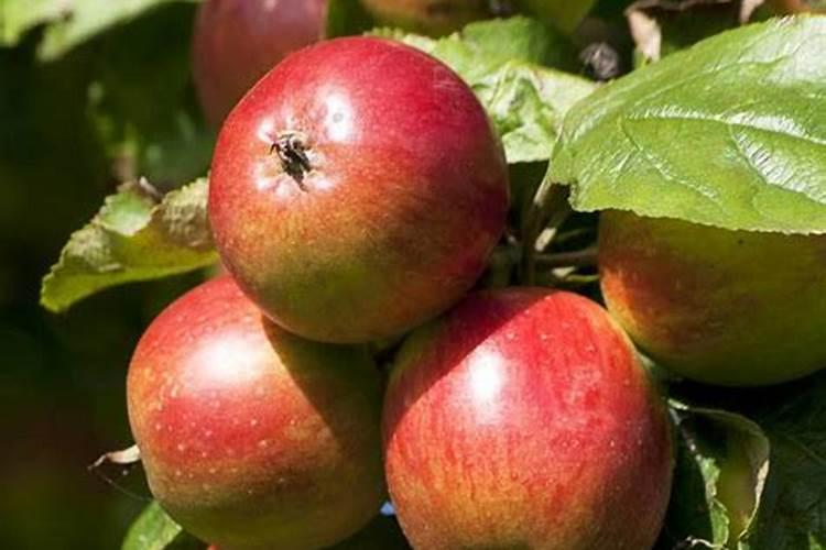 苹果树开花前施什么肥好