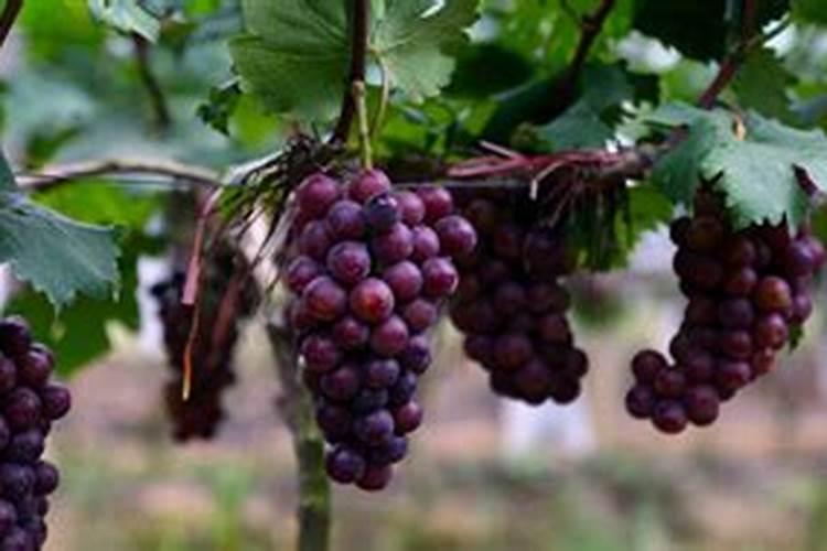 葡萄皮可以做肥料吗