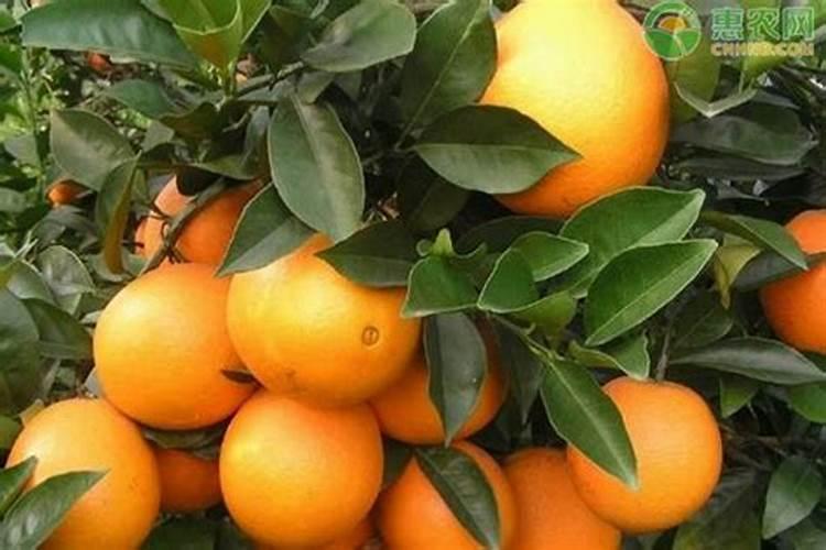 红木香的养殖方法和注意事项