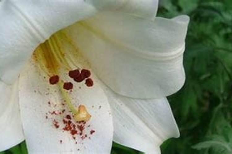 盆栽百合怎么种百合花种植方法