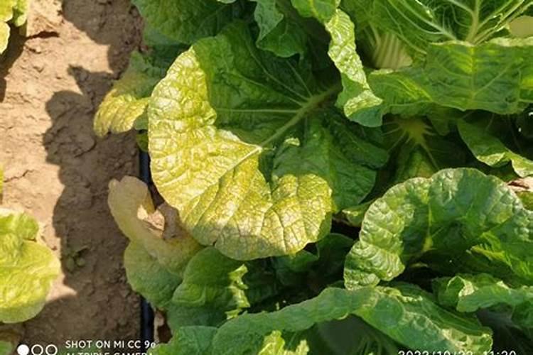 硼肥能做茶叶基肥吗？