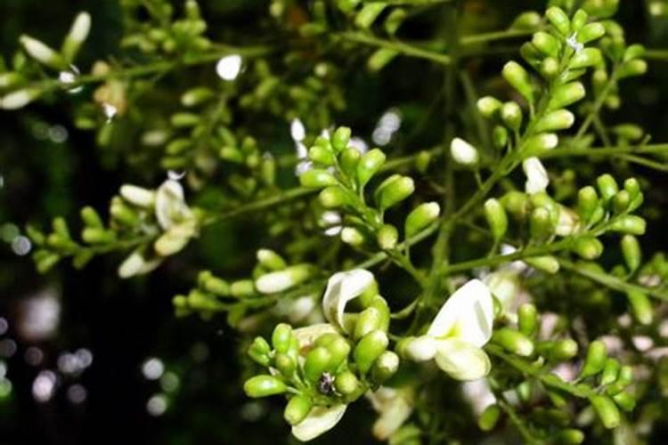 槐米种植知识经验谁来教教哦