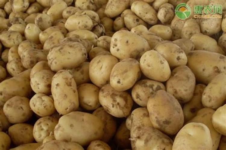 土豆套种什么作物产量高