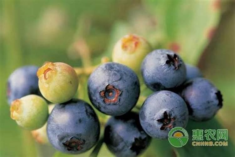 蓝莓高产的秘密,就在这里!