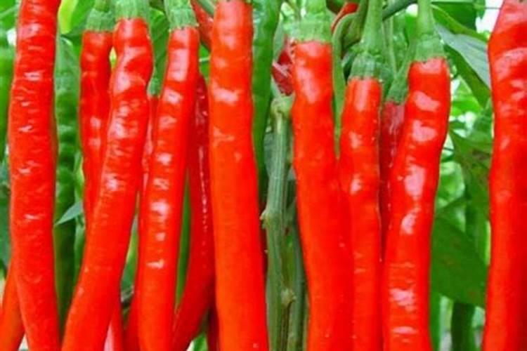辣椒用什么有机肥