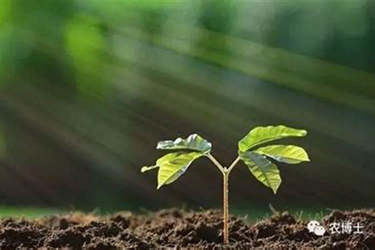 哪里能买到正品撒可富171717硝硫基肥料