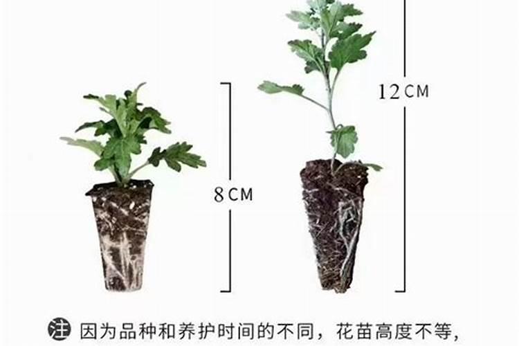 收到菊花苗后？菊花苗怎么种植、浇水、缓苗、控高、养护？