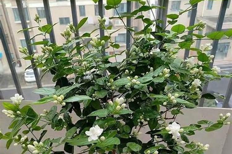 茉莉花什么时候施肥 茉莉花怎么施肥