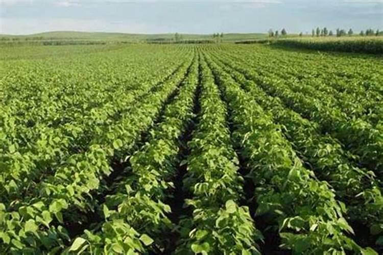 台湾彰化有哪些地方