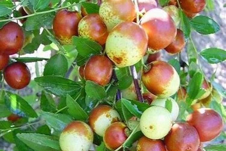 河北省沧州市海兴县赵毛陶乡下辖村委会有哪些？