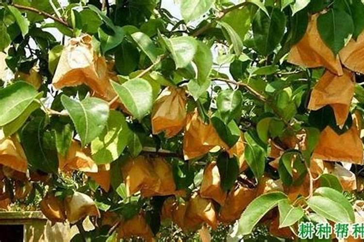 钙肥有哪些品种？如何施用？