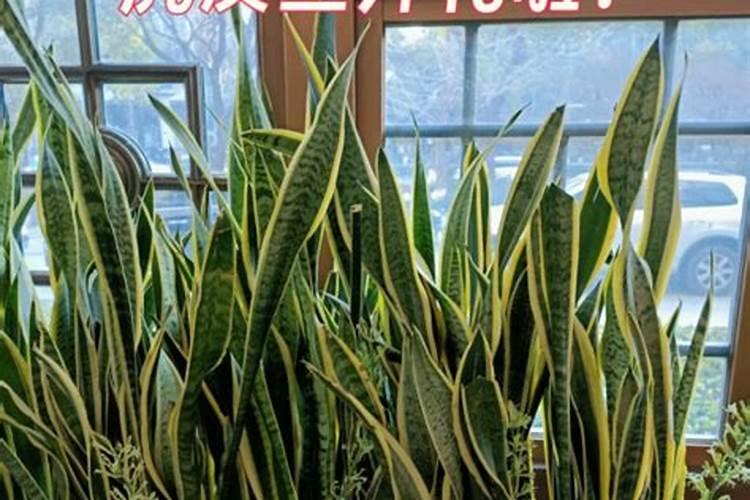杏树在开花时可以打农药吗？