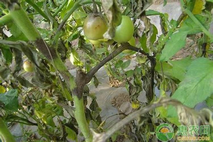 硅肥在番茄上的应用