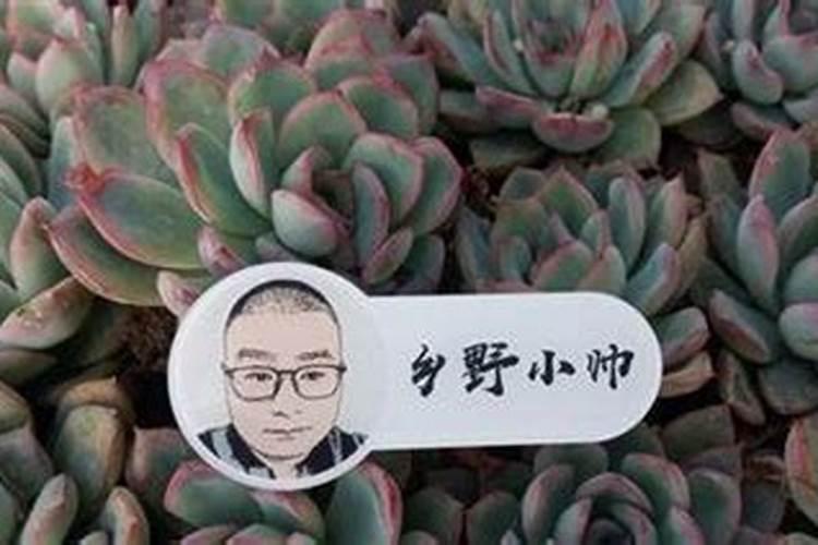 多肉植物肥料多久施一次