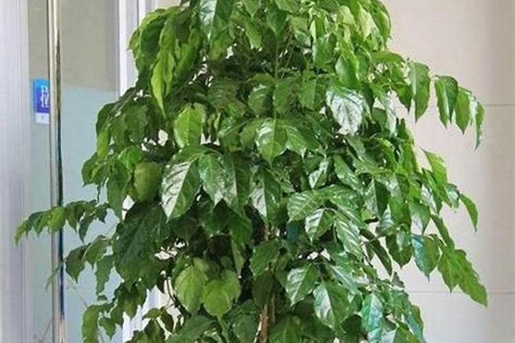 绿宝树卷叶怎么办 不能让阳光直晒