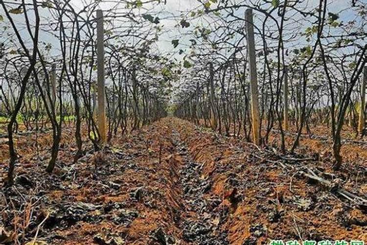 山东泉林集团的子公司介绍