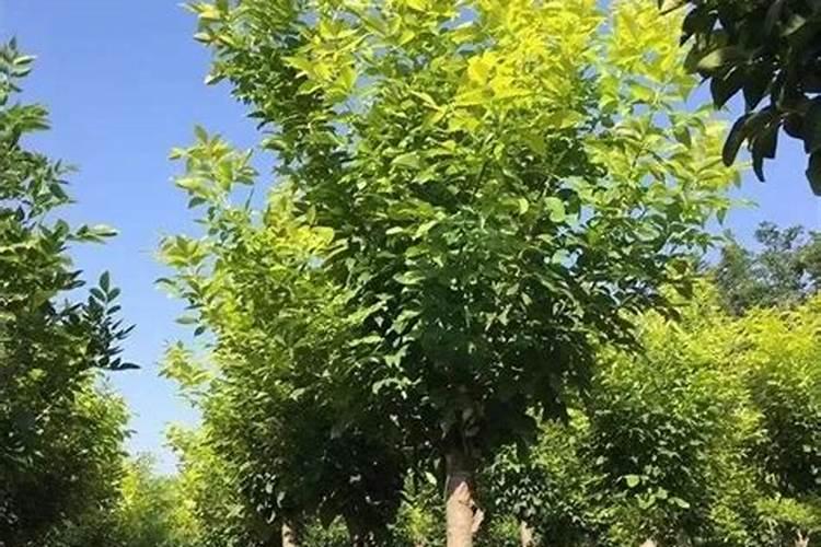 ...在种植蔬菜施用了钙肥,蔬菜还是因为缺钙出现了黄化现象,为什么