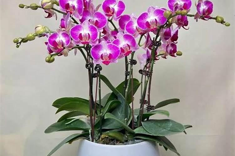 富锦月饼是哪里的品牌