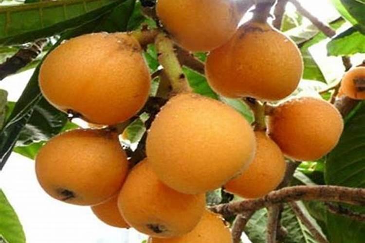 现在有的商家卖俄罗斯紫皮糖什么32两斤,还说是进口的。你信吗？