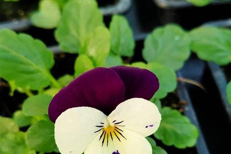 角堇的花期如何施肥