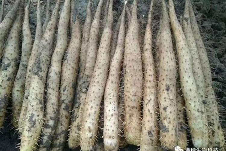 山药怎么种植