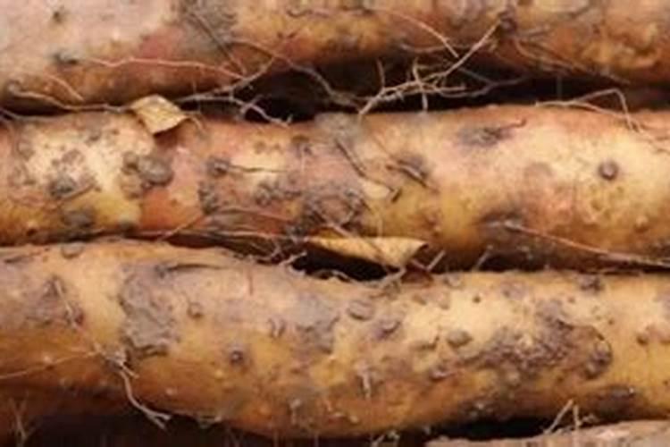 钾肥和硼肥哪个膨大块根效果明显