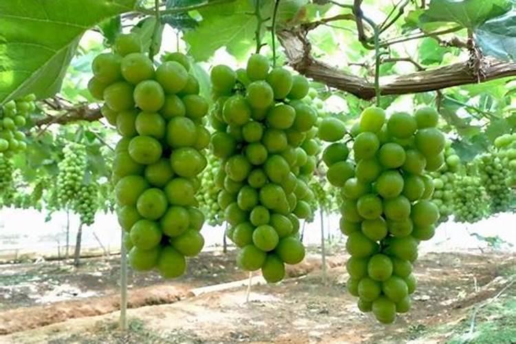 M3冲锋枪的使用历史有多久？