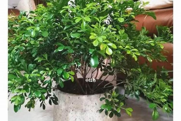 米兰花怎么养护开的花更香