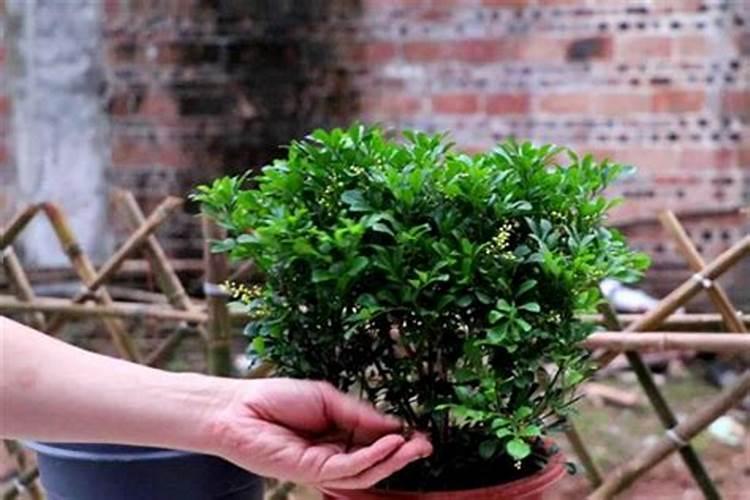 米兰花怎么养护开的花更香