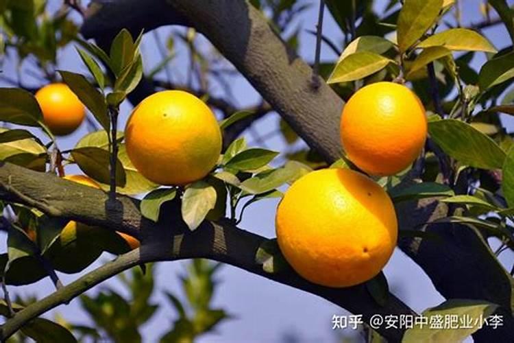 百倍邦13527海藻肥效果怎么样