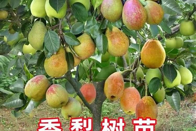第一年栽种的梨树,什么时候适合施肥？